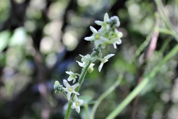 Steep Ravine – March – Marin = Hike