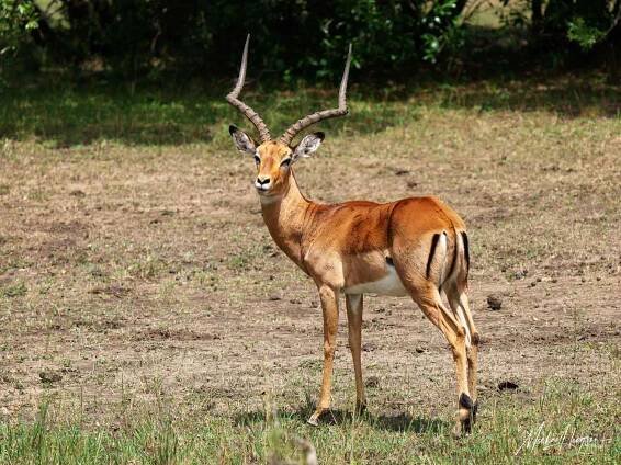 Male Impala Enonkishu Conservancy