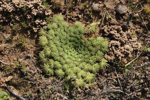 Oxalis palmifrons