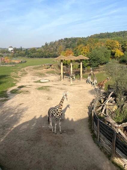 STŘEDNÍ ZDRAVOTNICKÁ ŠKOLA, Turnov, 28. října 1390, příspěvková organizace - Exkurze do ZOO