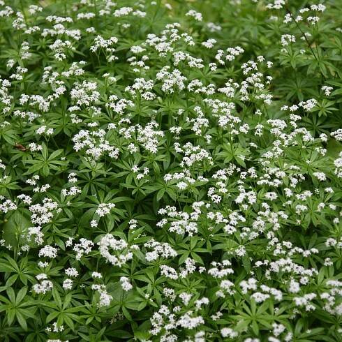 Mařinka vonná – Asperula odorata – prodej semen mařinky