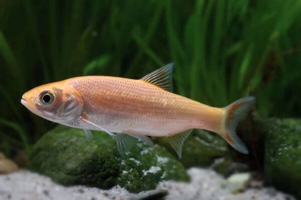 Goldorfe - Leuciscus idus