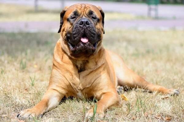 Bandog: Was ist ein Bandog?