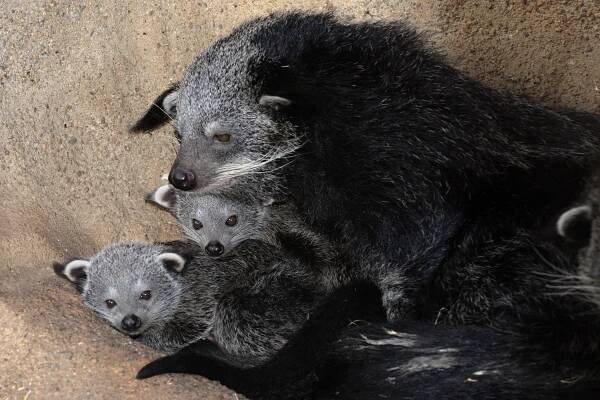 Binturong | Zoo Olomouc - Svatý Kopeček