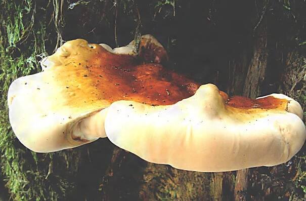 Obrázek - Ganoderma lucidum (lesklokorka lesklá) | BioLib.cz
