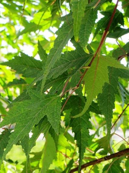 Acer ginnala (tataricum) 'Flame' - Boething Treeland Farms