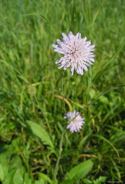 Chrastavec rolní (Knautia arvensis)