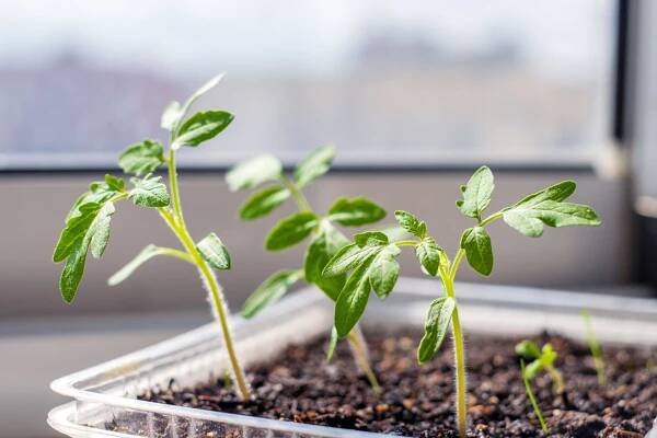 Tomato Seedlings Before Planting Ground Fragile Young Plants