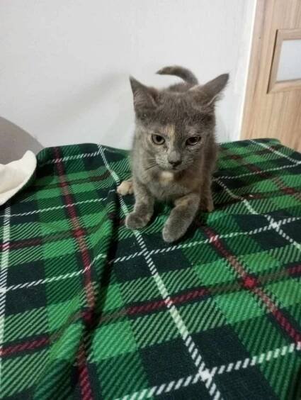 Milly