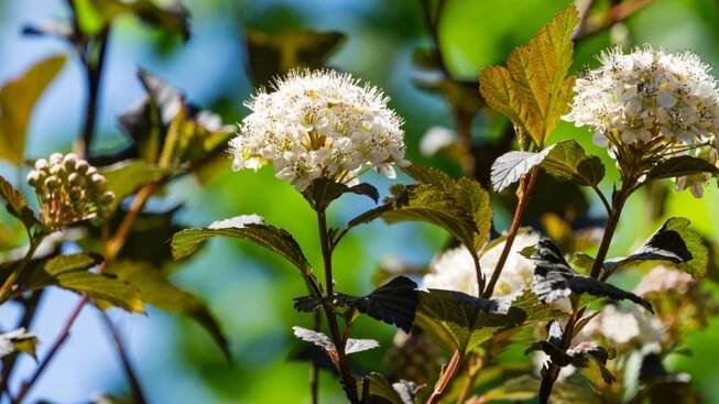 Caring For Physocarpus Ninebark - How To Grow A Ninebark Bush