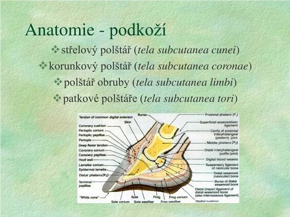 PPT - Nemoci kopyta PowerPoint Presentation, free download - ID:6583486