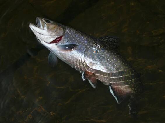 Siven americký (Salvelinus fontinalis) - Atlas ryb - Chytej.cz