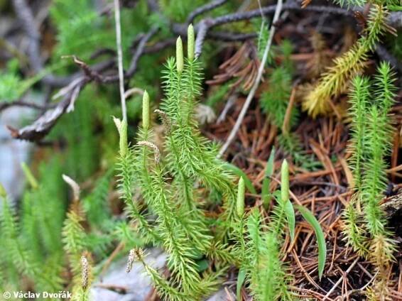 Lycopodium annotinum - plavuň pučivá | Lycopodiaceae - plavuňovité | Natura Bohemica