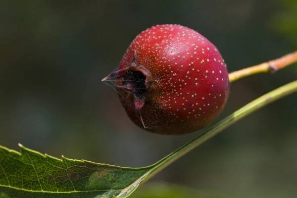 Hloh peřenoklaný - plod (Crataegus pinnatifida), plody, plodenství