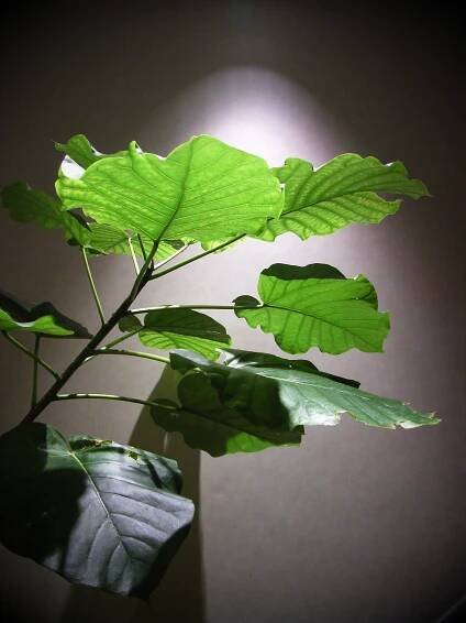 Returning to Our Roots: Herbalism as a Liberatory Practice