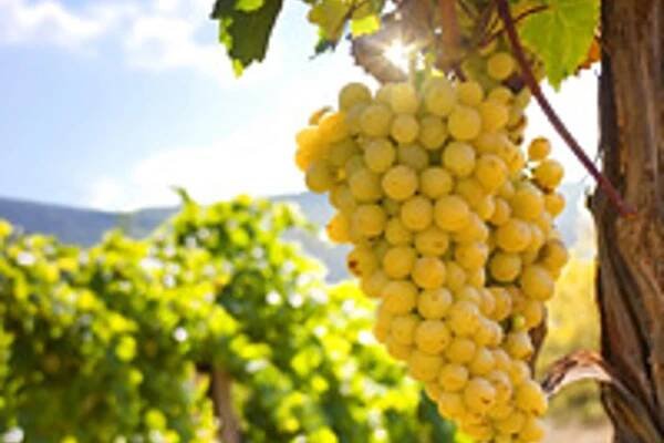 Choroby révy vinné: peronospora, padlí, šedá hniloba