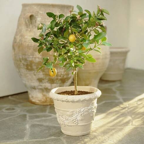 The Indoor Lemon Tree That’s Changed My Days (and Dinners!) at Home