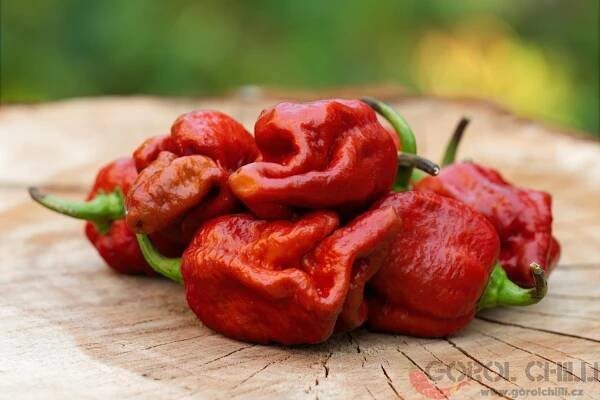 Brown Bhutlah | Chilli semena | Chilli semena | Chilli semínka | Chilli omáčky | GOROL CHILLI