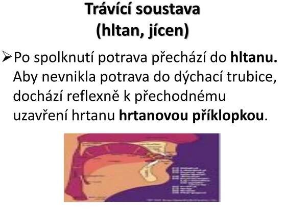 PPT - Trávicí trakt a psychosomatika PowerPoint Presentation, free ...
