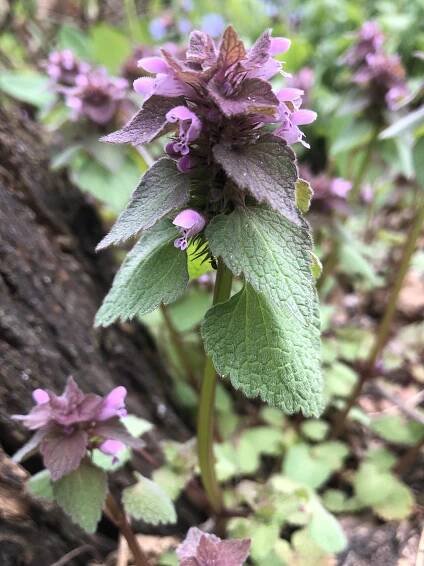 Purple Dead-Nettles near Agawa Path in Madison, Wisconsin on April 17, 2021.