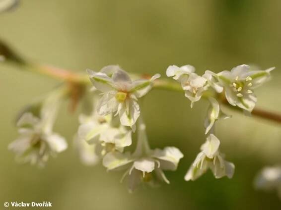 Fallopia aubertii - opletka čínská | Polygonaceae - rdesnovité | Natura Bohemica