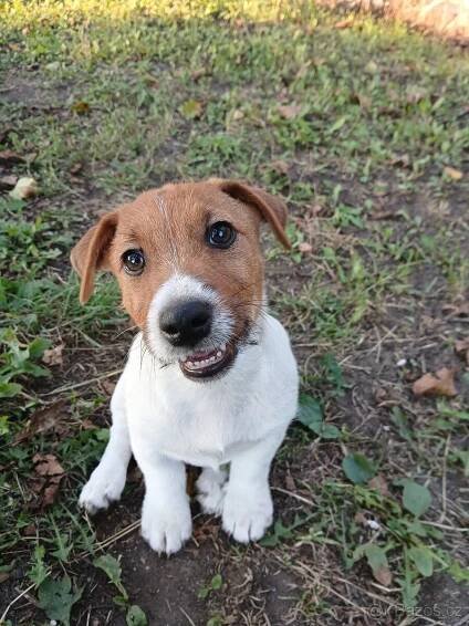 Jack Russell terier s P.P. - Hodonín