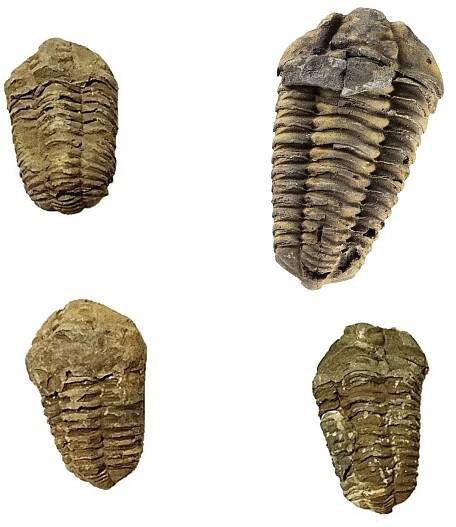 Trilobit skamenelina