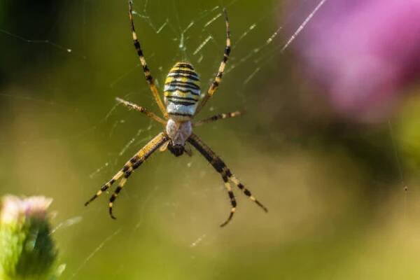 argiope bruennichi pavouk v síti. selektivní zaměření. - křižák pruhovaný - stock snímky, obrázky a fotky