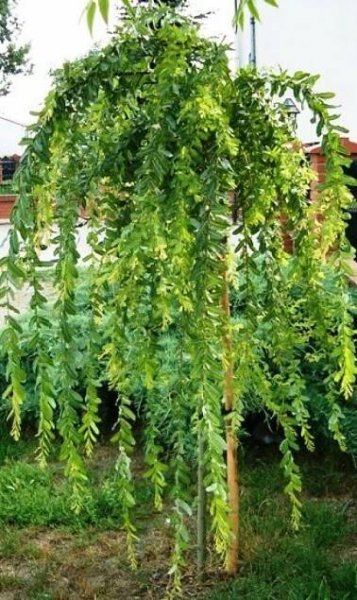 Salix integra ´Pendula´ - Převislá vrba - smuteční vrba
