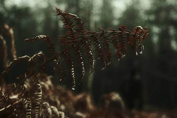 Barbour Green, Deep Mood Film Recipe – Film Recipes for Fujifilm Cameras