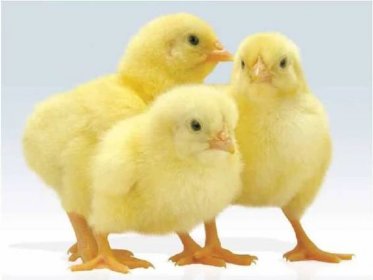 ✅ Kuřata a kuřata kuřat (z kuřecího embrya): vývoj kuřete ve vejcích ve dne