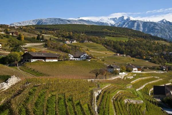 Köfererhof Weingut