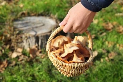 Při otravě lesními houbami je důležité kontaktovat odborníka a postupovat opatrně – Pěstujme.cz – tipy nejen pro zahradu