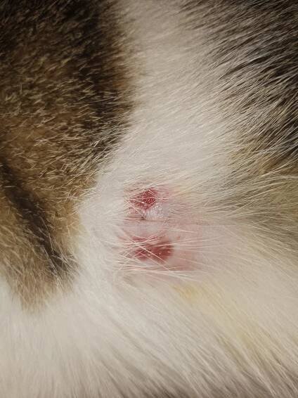 Kočka absces | RadaVeterináře.cz 