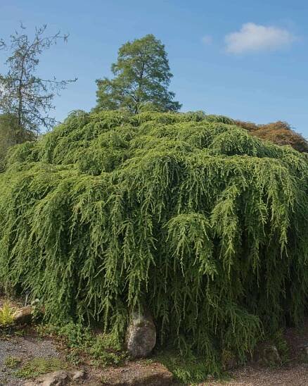 Weeping Hemlock (Tsuga canadensis ‘Pendula’) tree