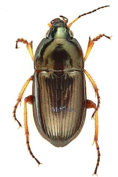 Obrázek - Amara plebeja | BioLib.cz