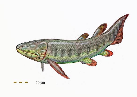 Porolepis