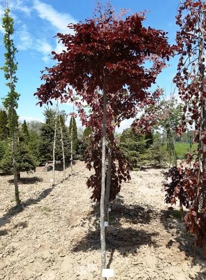 Fagus sylvatica 'Rohan Red Weeping'