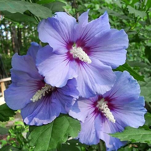 Ibišek Blue Satin (9020): koupit poštou v Česku