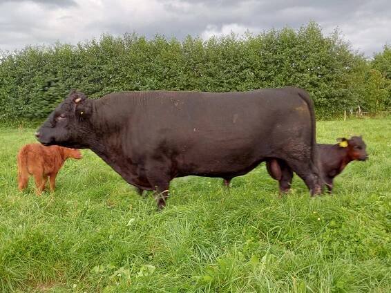 PorcPrunus Horus VG89 | Dexter mini-koeien van stal PorcPrunus