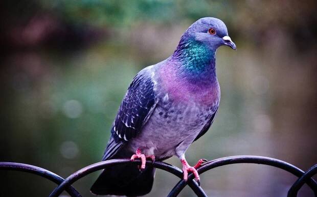 A beautiful pigeon perched atop a flowering tree.