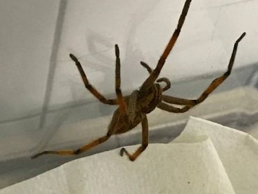 Pavouk vyděsil lidi v supermarketu. Dorazil v krabici od banánů z Kostariky