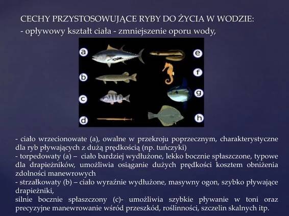 PPT - Ryby PowerPoint Presentation, free download - ID:6333373