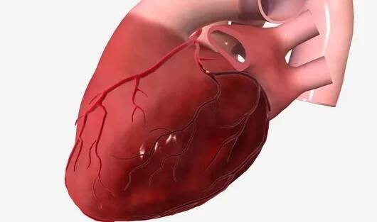 Infarkt myokardu (infarkt myokardu) je závažný stav, který nastane, když se sníží přívod krve a kyslíku do srdce, což způsobí náhlou smrt části srdečního svalu. 3D vykreslování — Stock obrázek