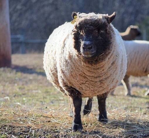 Meet our Sheep