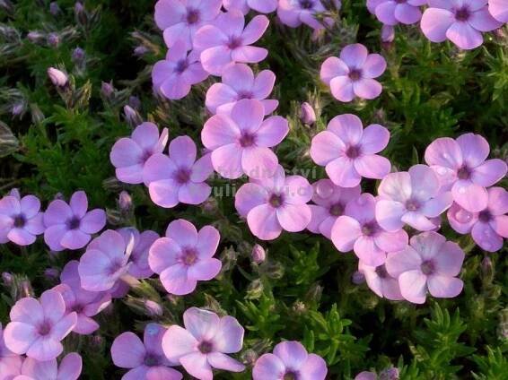Phlox subulata " Vivid " Zahradnictví Krulichovi - zahradnictví, květinářství, trvalky, skalničky, bylinky a koření 