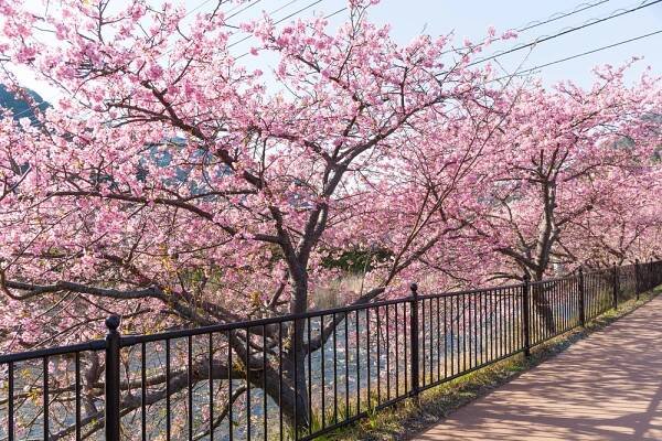 Sakura: symbol jara i pomíjivosti - Radyzezahrady.cz
