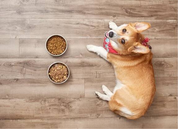 Flay lay of different Kabo cooked dog food options mixed with kibble with Shih Tzu eating out of a small bowl of kibble 