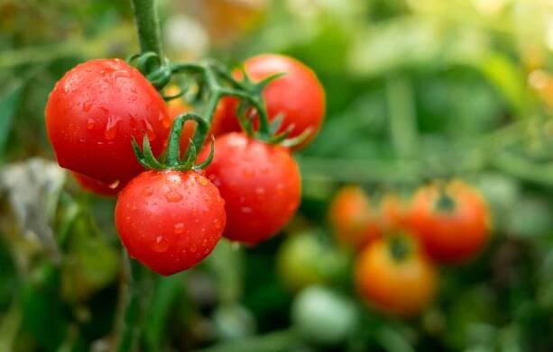 Red tomatoes organic garden