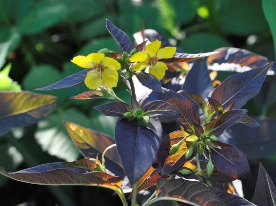 Lysimachia ciliata | Davids Garden Diary 